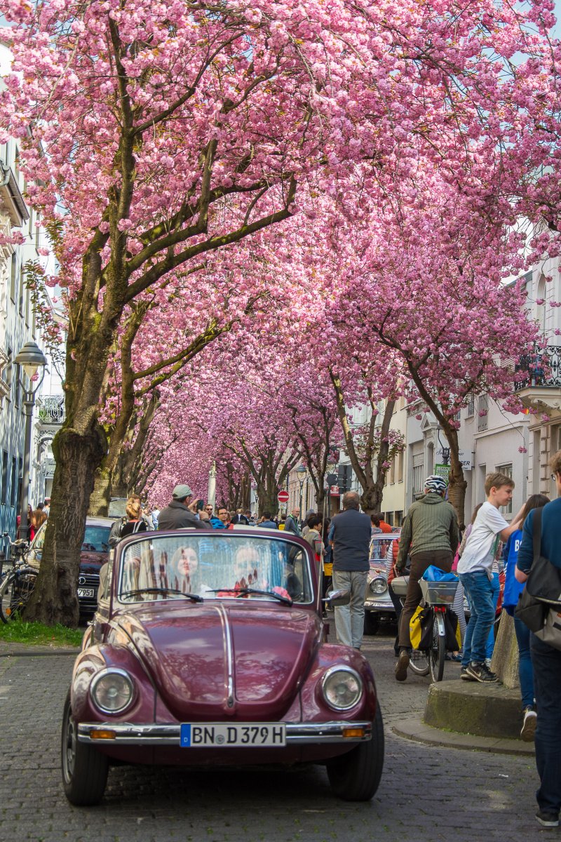 3x Frühling vor der Haustür (Köln) - Kirschblüte in Bonn