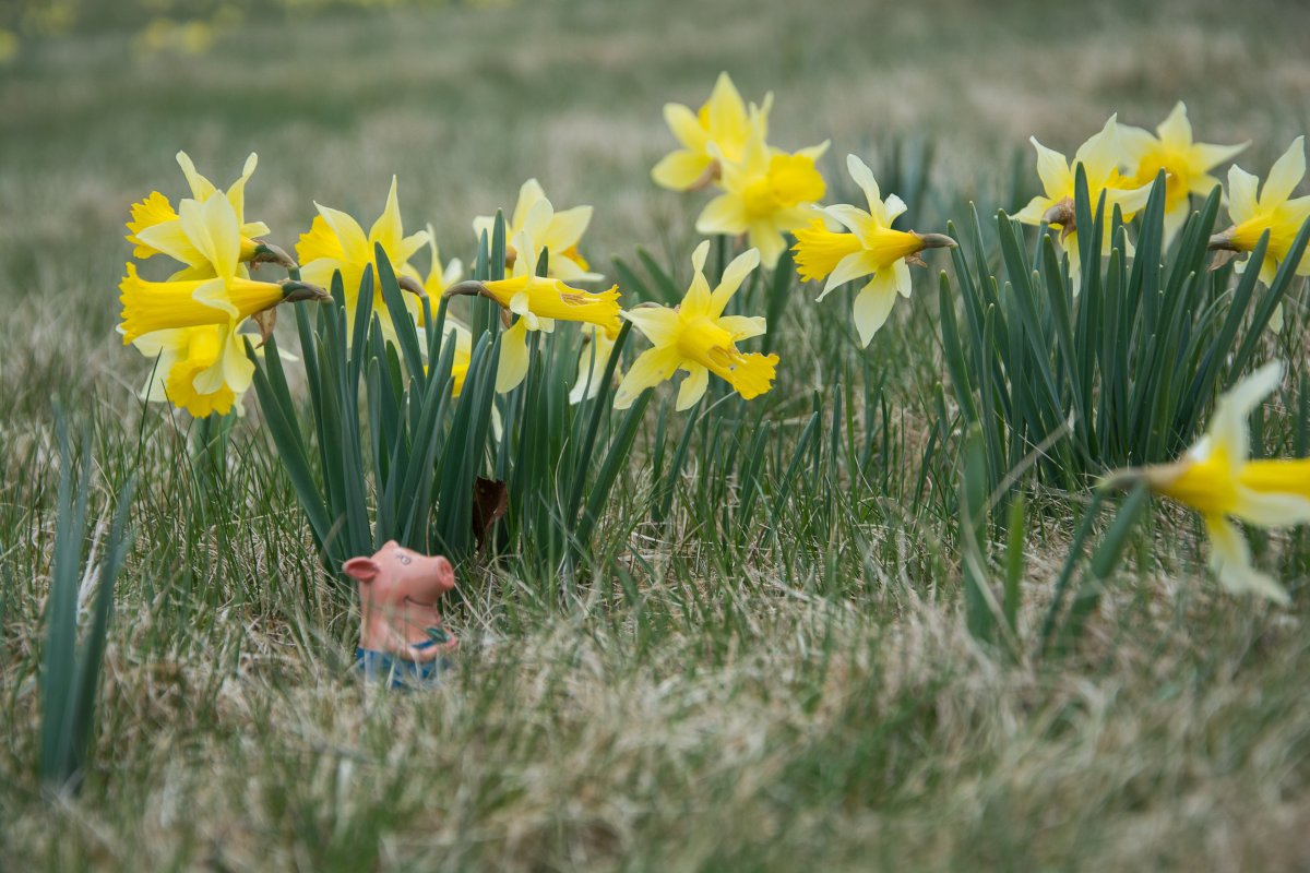 3x Frühling vor der Haustüre (Köln) - Narzissenfelder in der Eifel