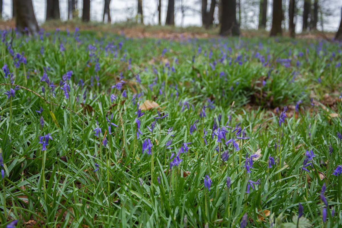 3x Frühling vor der Haustüre (Köln) - Hasenglöckchen in Doveren