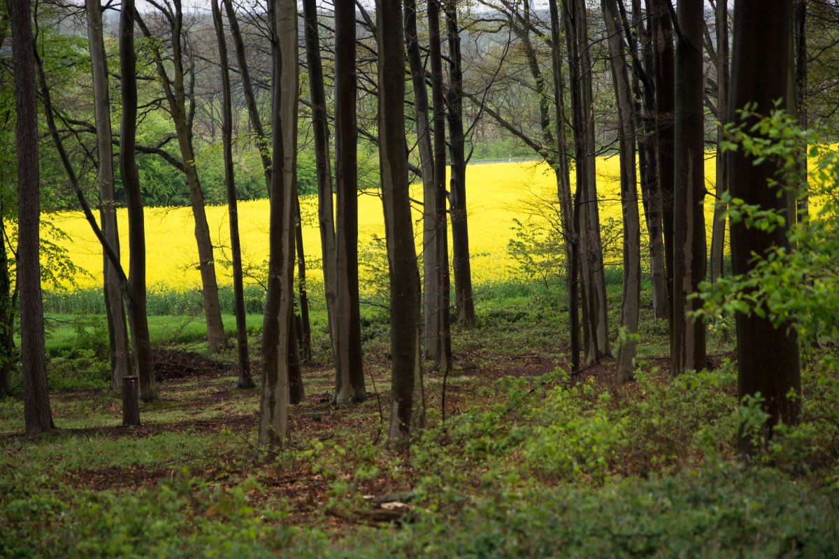 3x Frühling vor der Haustüre (Köln) - Hasenglöckchen in Doveren