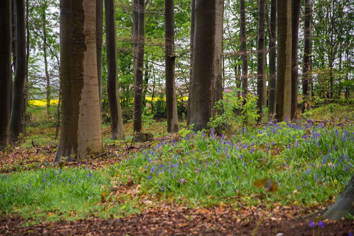 3x Frühling vor der Haustüre (Köln) - Hasenglöckchen in Doveren