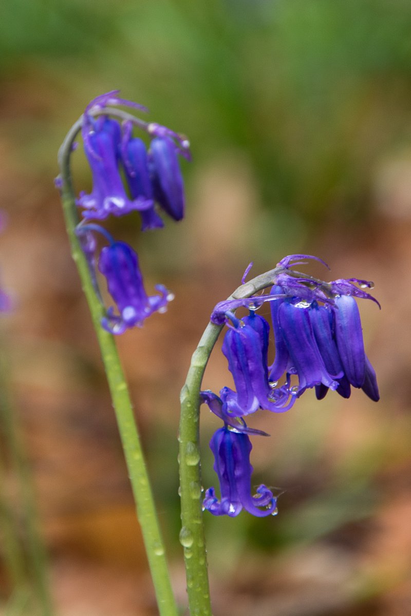 3x Frühling vor der Haustüre (Köln) - Blauglöckchen in Hückelhoven