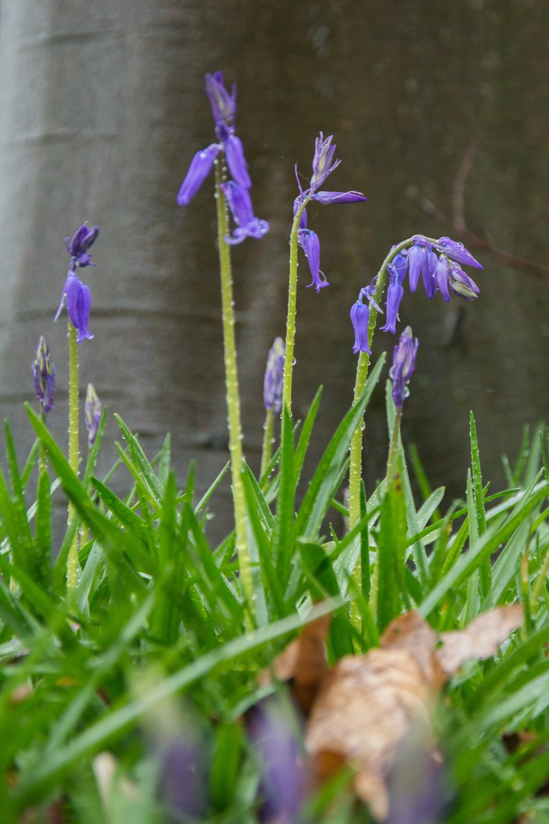 3x Frühling vor der Haustüre (Köln) - Hasenglöckchen in Doveren