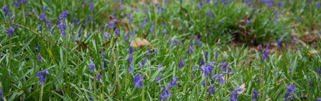 3x Frühling vor der Haustüre (Köln) - Hasenglöckchen in Doveren