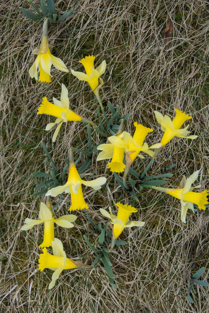 3x Frühling vor der Haustüre (Köln) - Narzissenfelder in der Eifel