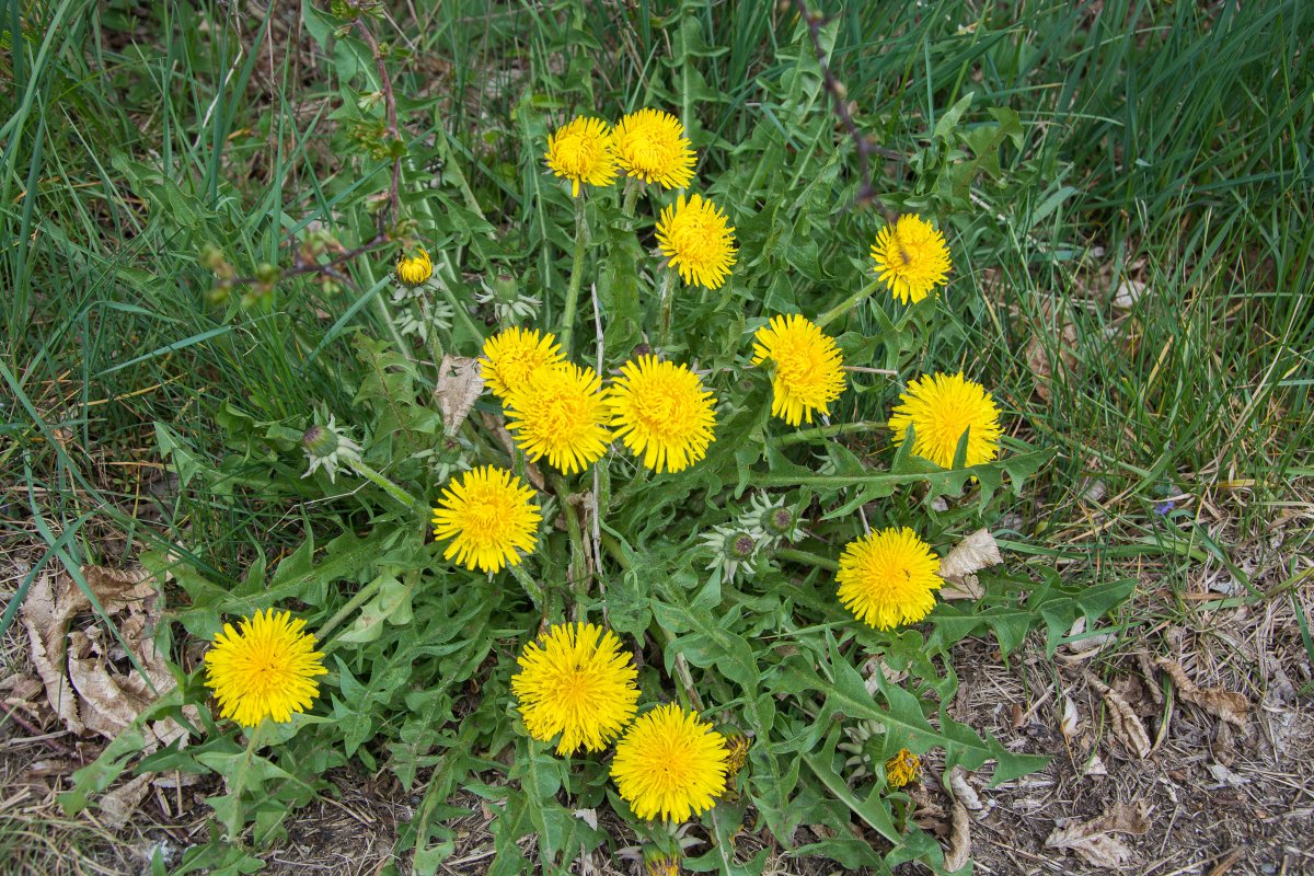 3x Frühling vor der Haustüre (Köln) - Narzissenfelder in der Eifel