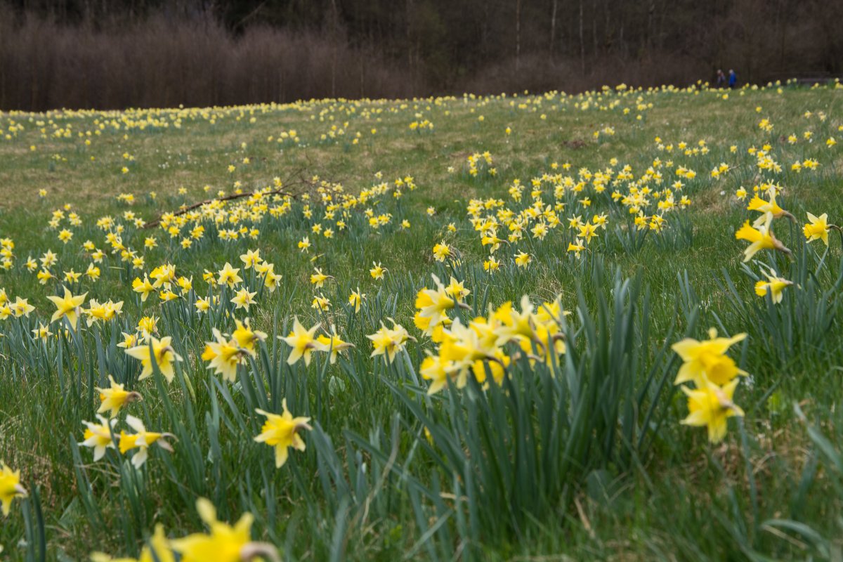 3x Frühling vor der Haustüre (Köln) - Narzissenfelder in der Eifel