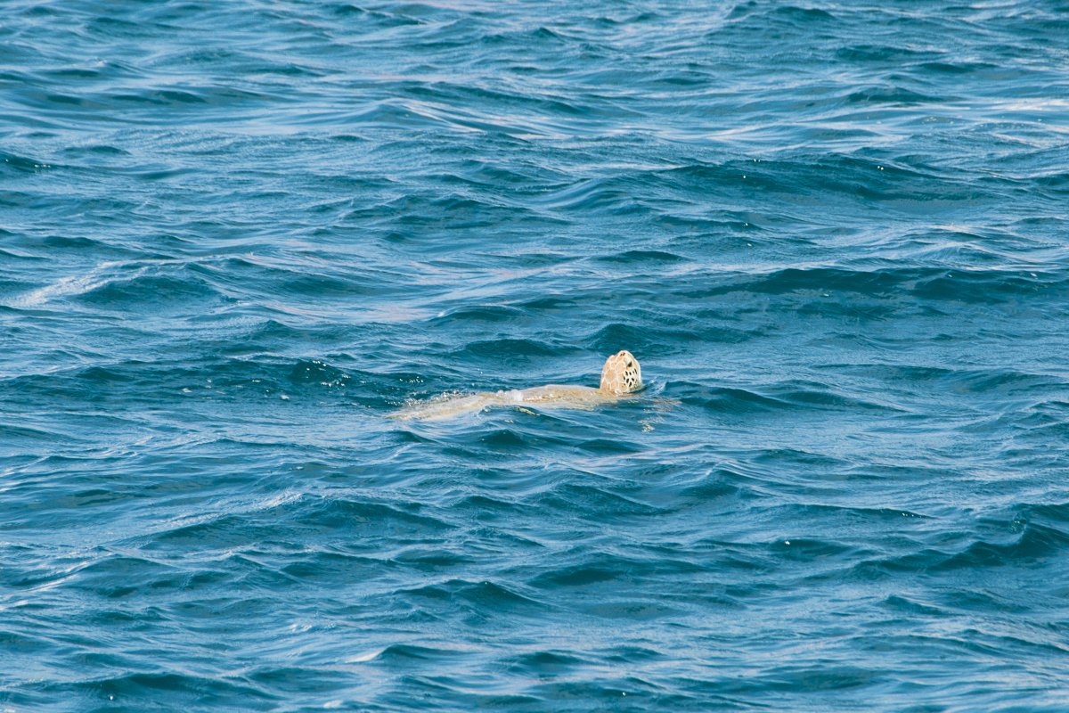 Schildkröte in den Tobago Cays