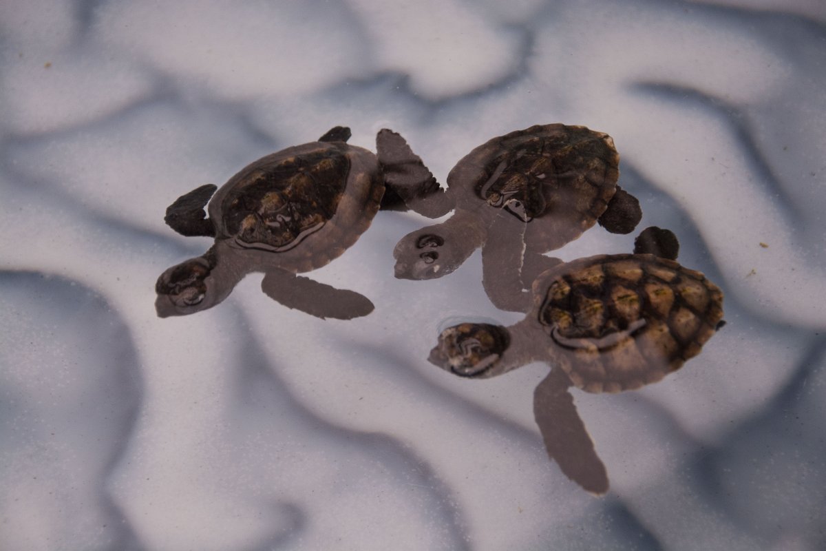 Old Hegg Turtle Sanctuary, Bequia