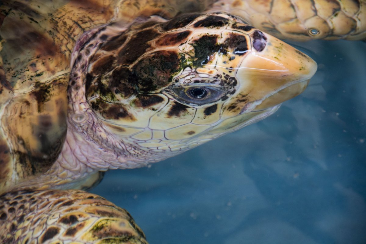 Old Hegg Turtle Sanctuary, Bequia