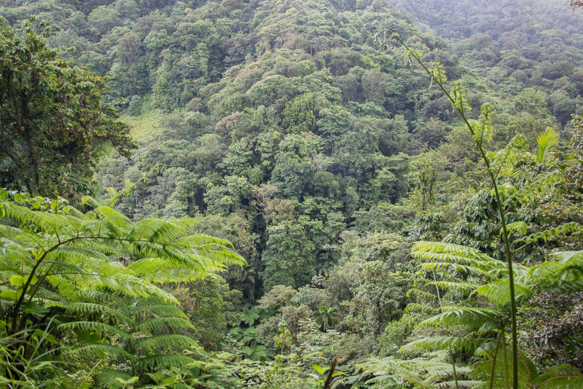 Des Catries Forest Walk, St. Lucia