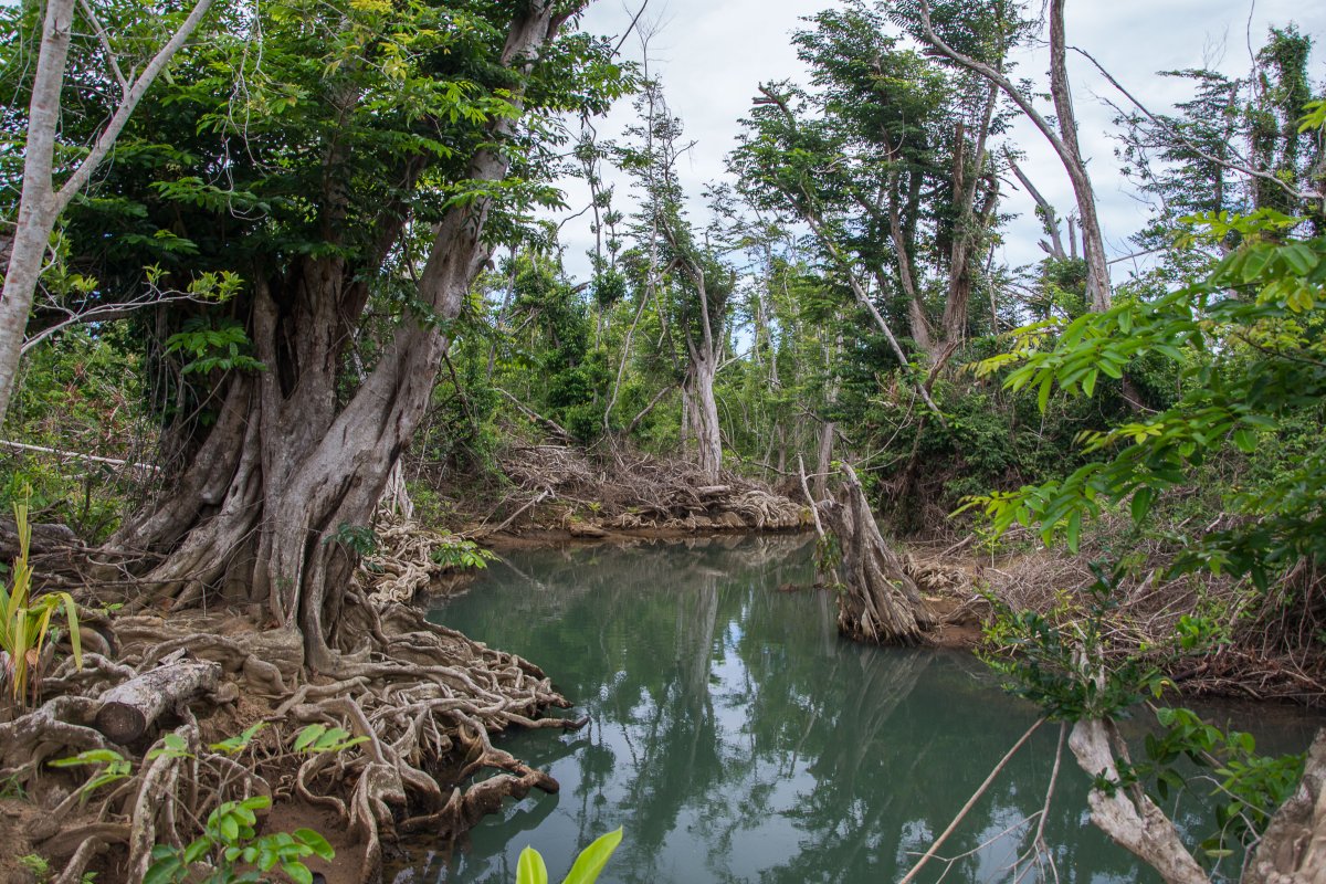 Indian River, Dominica