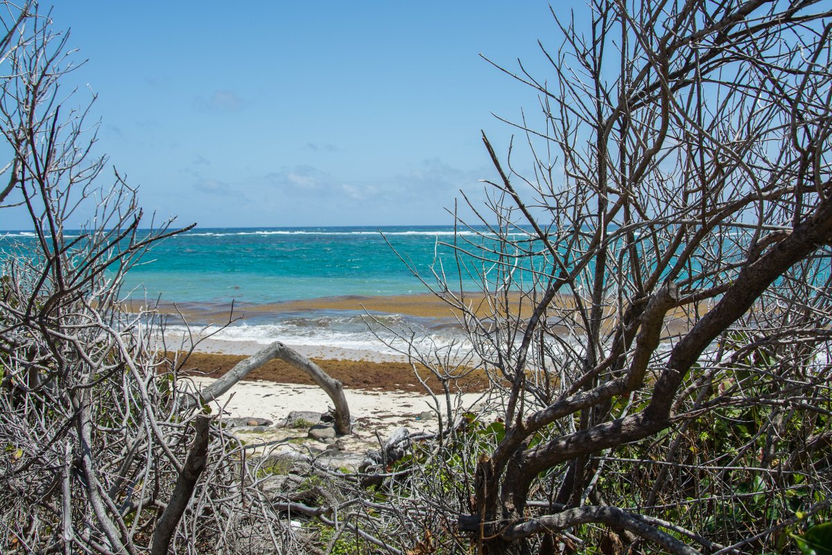 Strand von Macabou, Martinique mir Sargassum