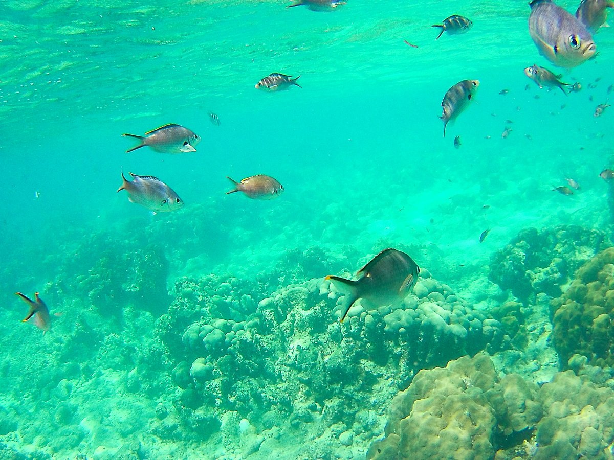 Reserve Jaques Cousteau, Guadeloupe