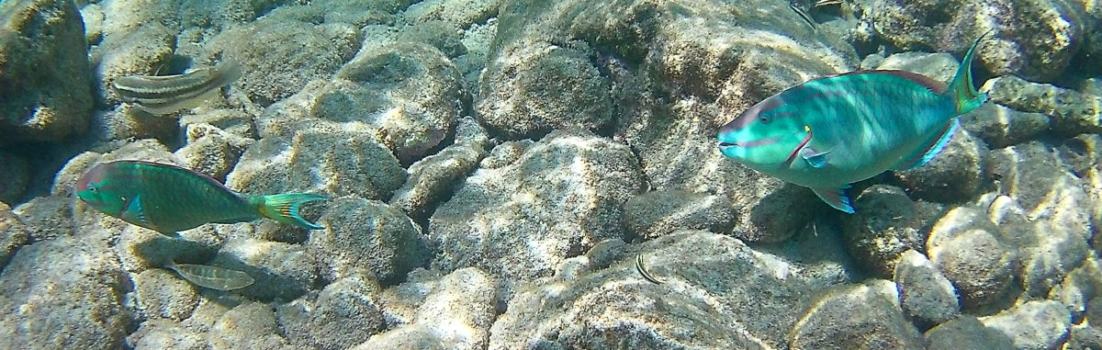 Papageienfische im Reserve Jaques Cousteau, Guadeloupe