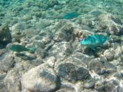 Papageienfische im Reserve Jaques Cousteau, Guadeloupe