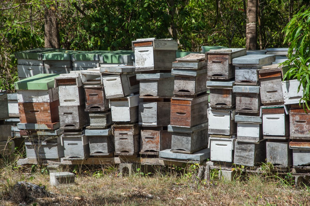 Bienenstöcke auf Marie Galante