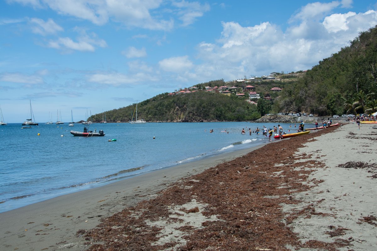 Sargassum bei Pigeon Island, Guadeloupe