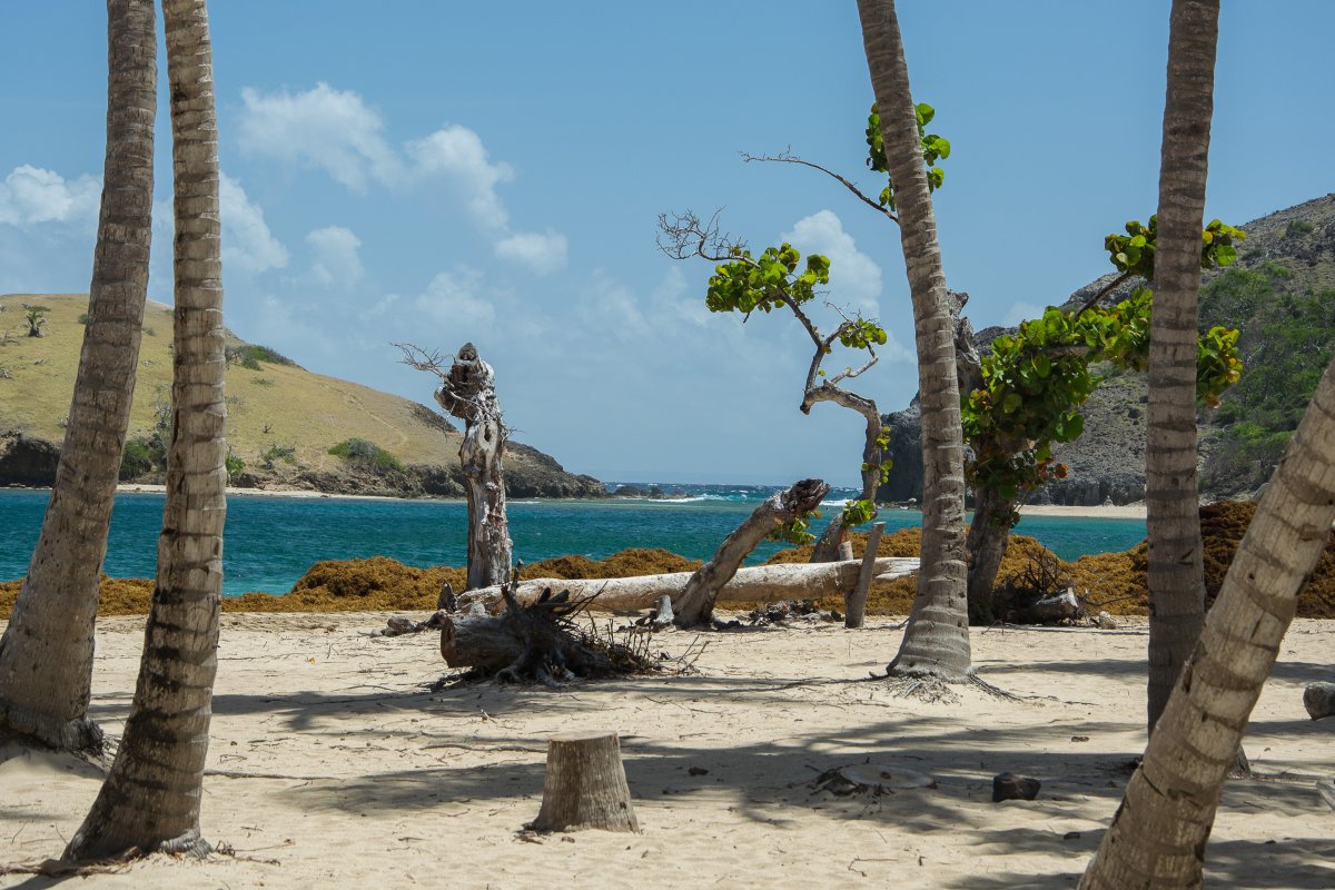 Sargassum am Strand von Pompierre, Iles des Saintes