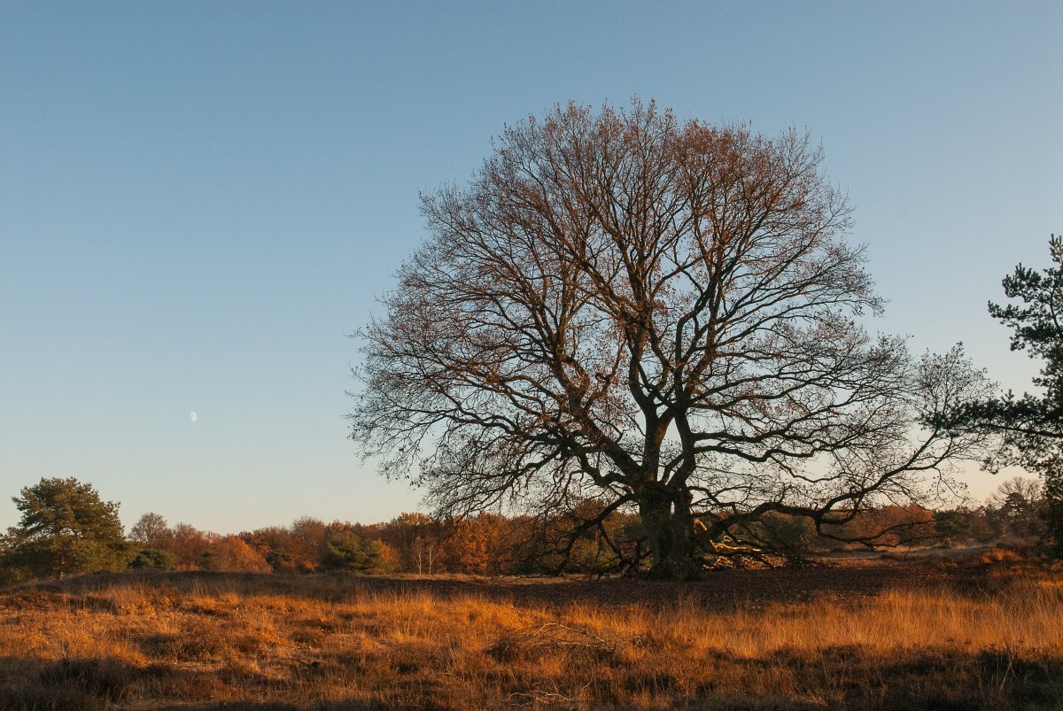 Westruper Heide