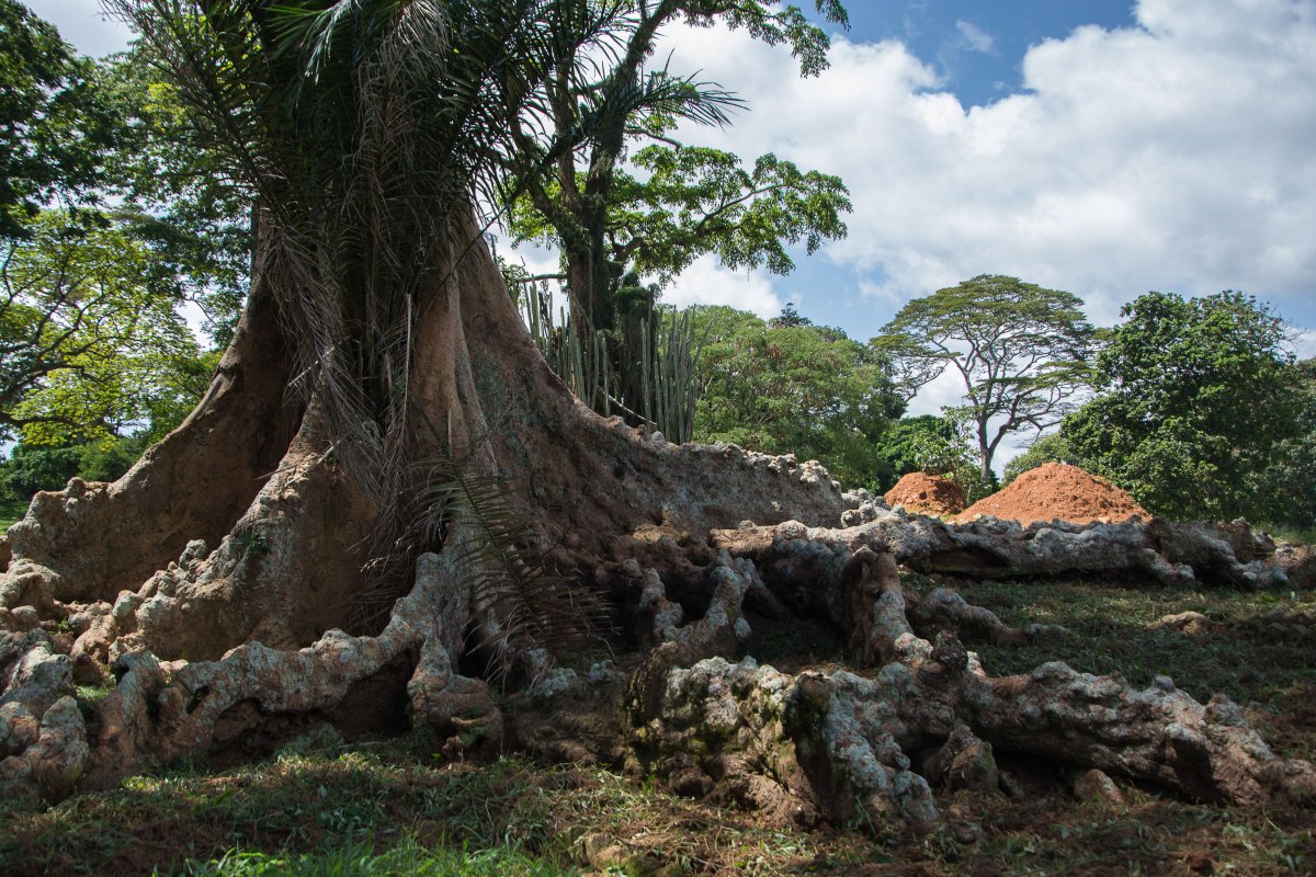 Botanicher Garten in Entebbe, www.sy-yemanja.de