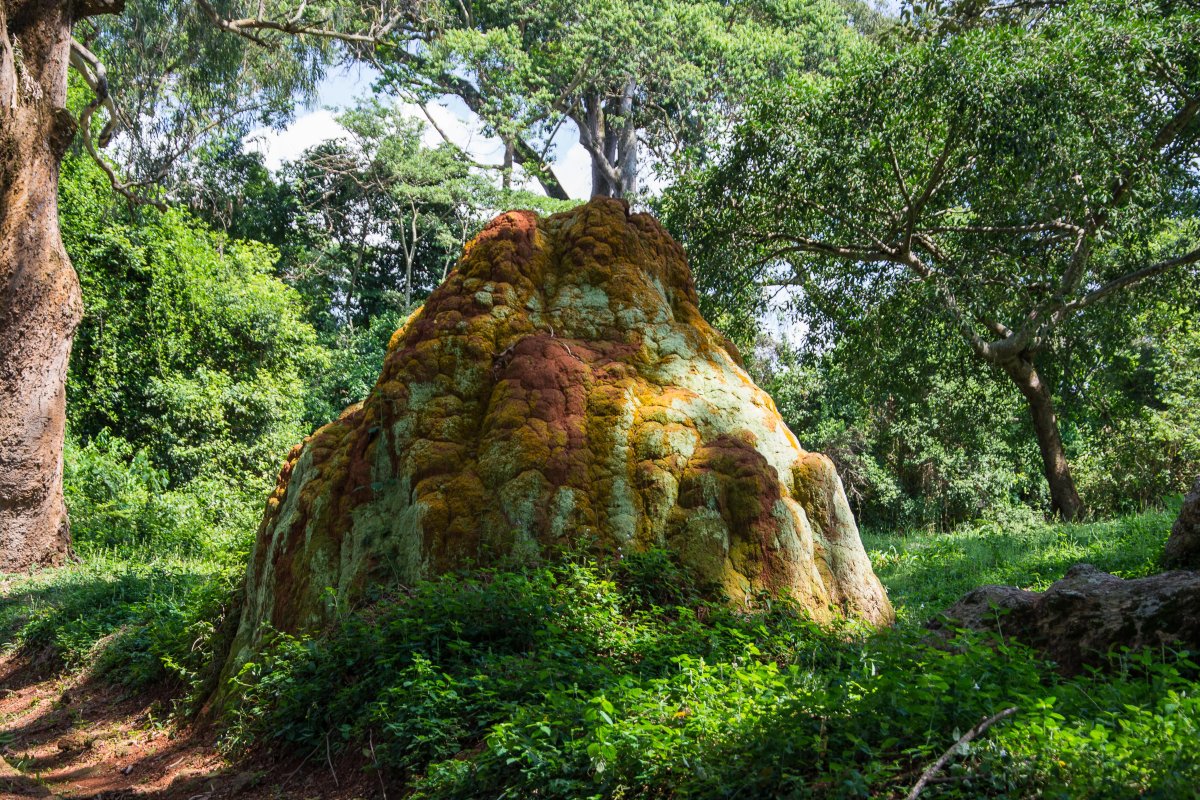 Botanicher Garten in Entebbe, www.sy-yemanja.de