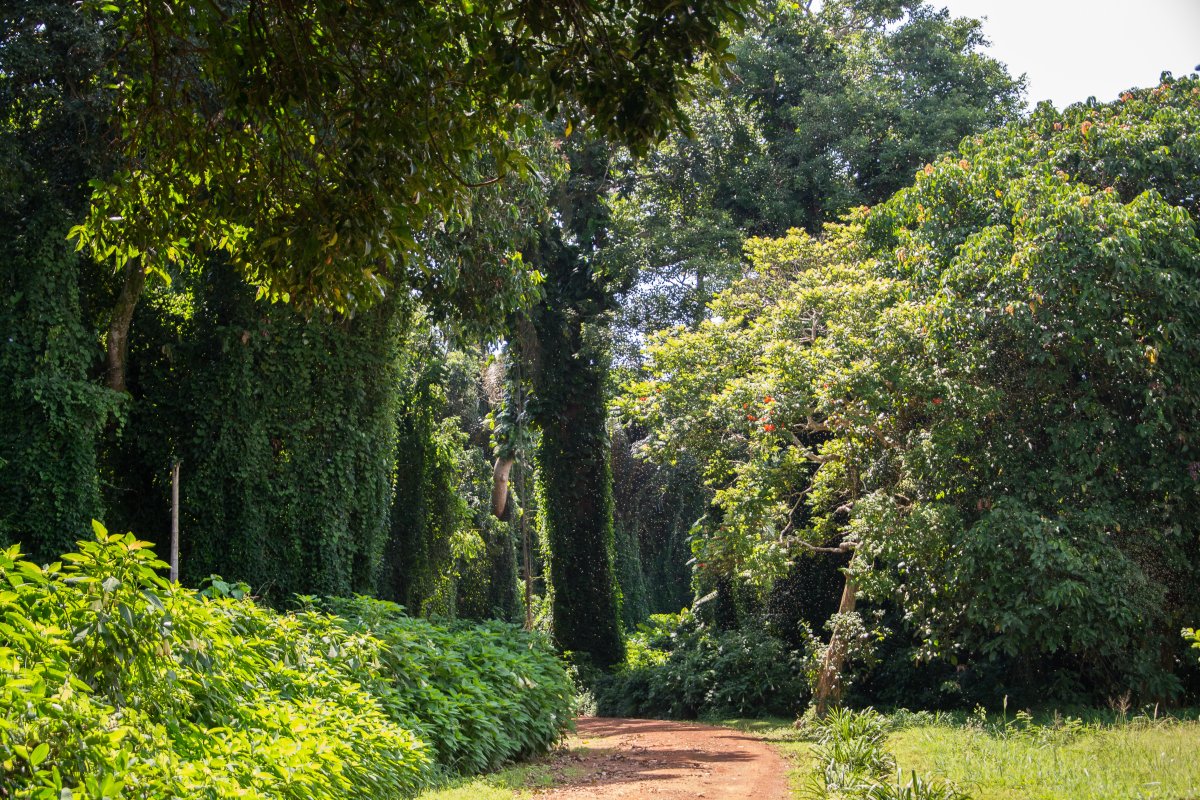 Botanicher Garten in Entebbe, www.sy-yemanja.de