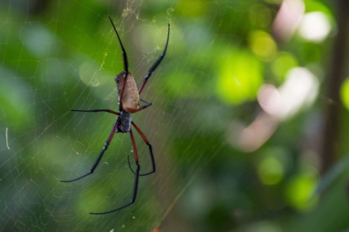 Botanicher Garten in Entebbe, www.sy-yemanja.de