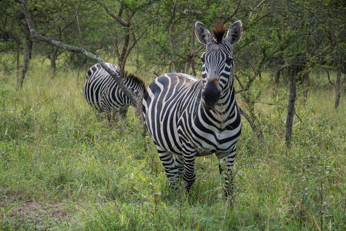 Lake Mburo National Park, Uganda, www.sy-yemanja.de