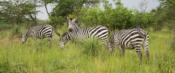 Lake Mburo National Park, Uganda, www.sy-yemanja.de