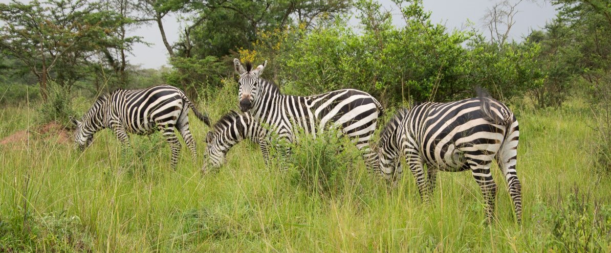 Lake Mburo National Park, Uganda, www.sy-yemanja.de