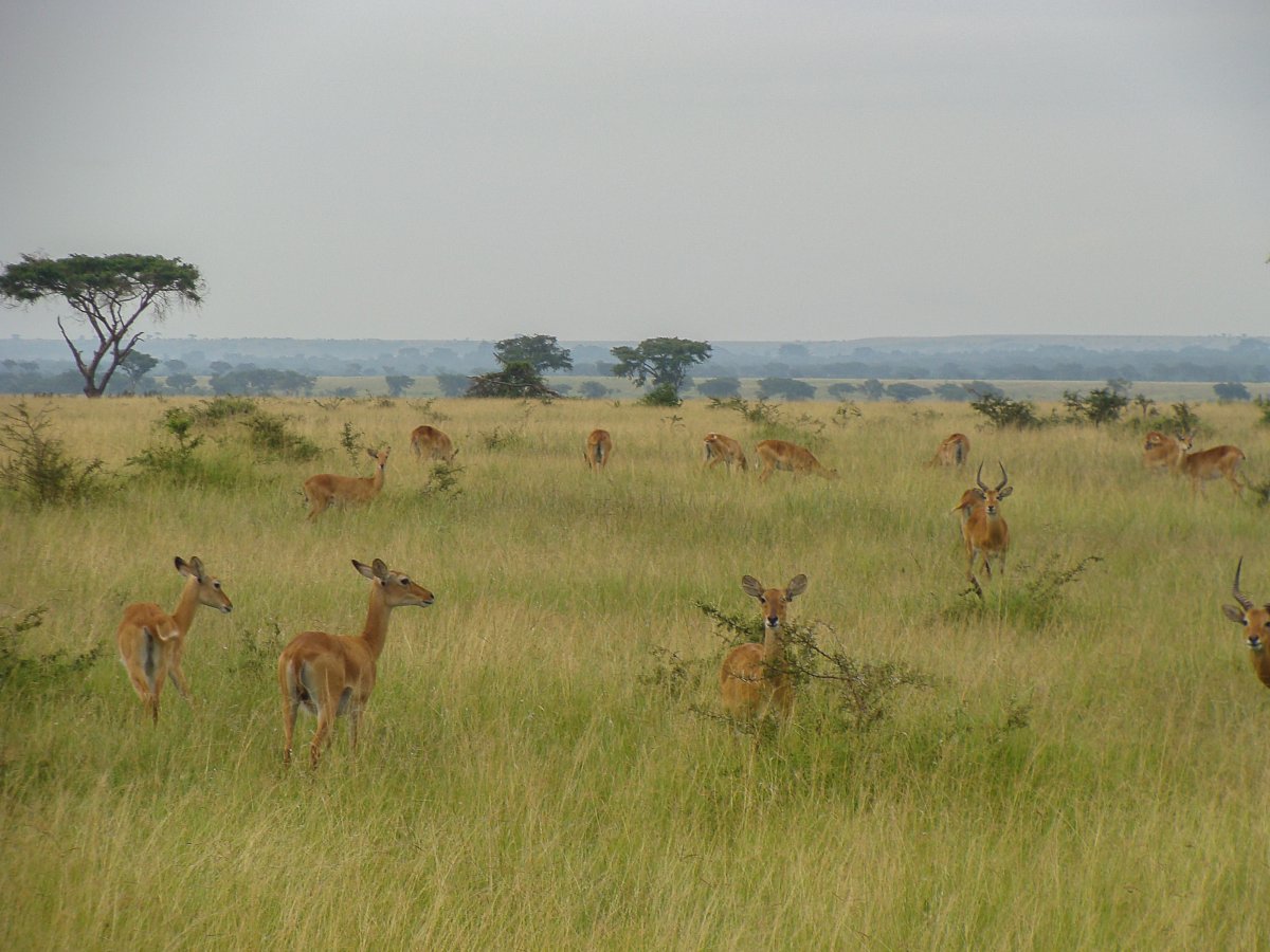 Ishasha, Uganda, www.sy-yemanja.de