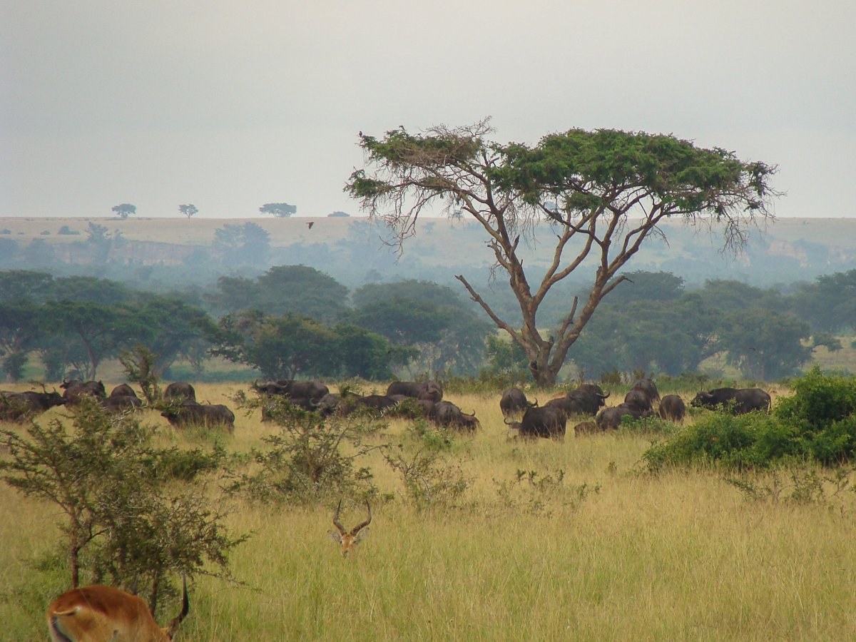 Ishasha, Uganda, www.sy-yemanja.de