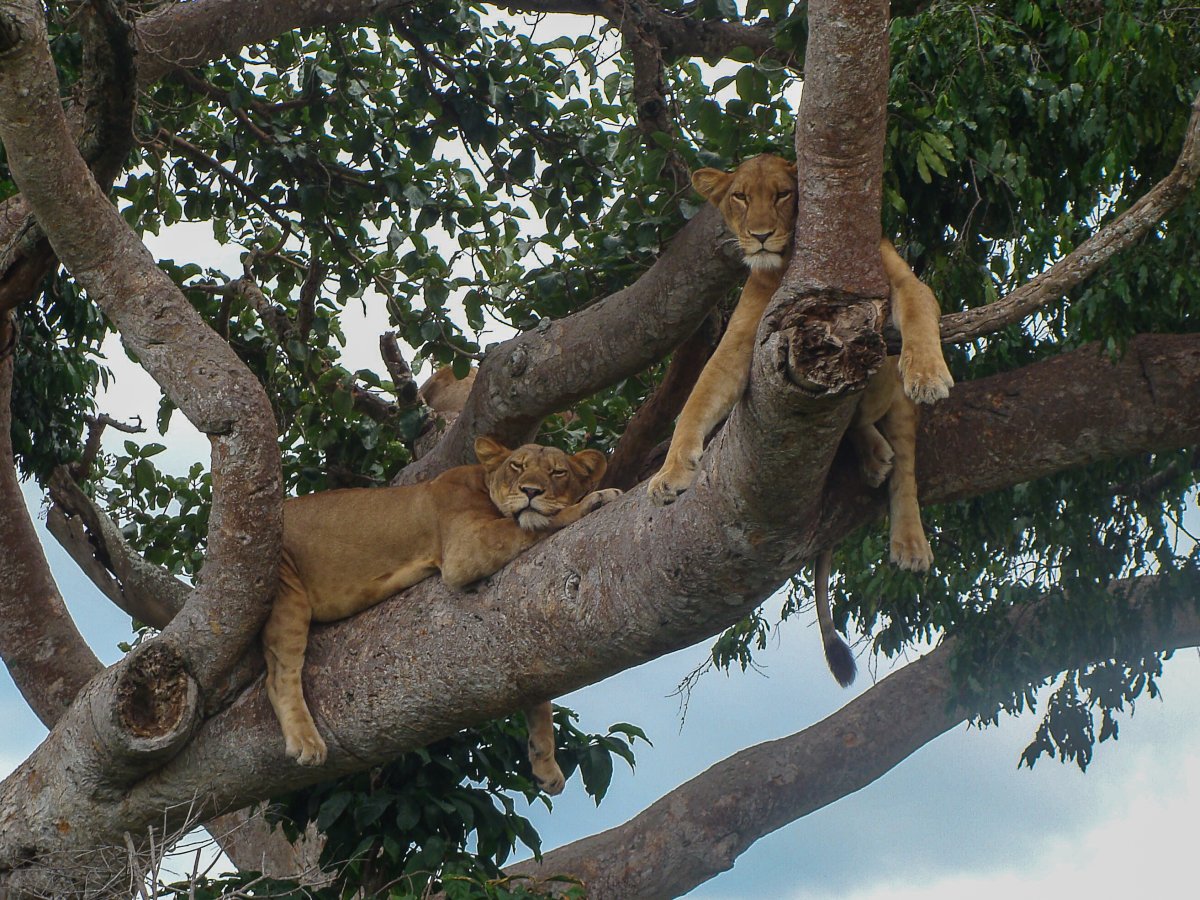 Ishasha, Uganda, www.sy-yemanja.de