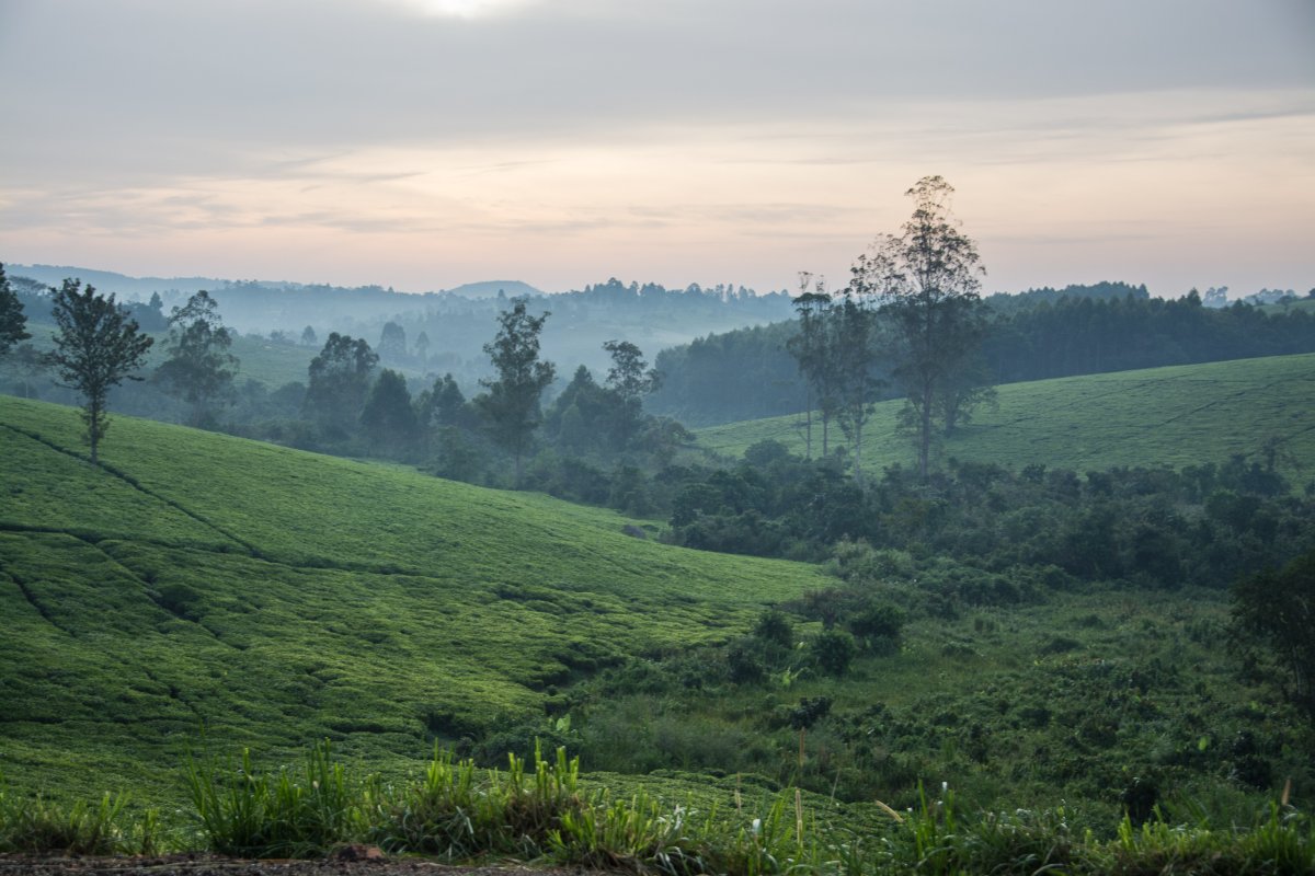 Kluges Guestfarm, Uganda, www.sy-yemanja.de