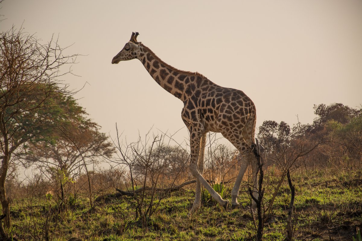 Murchinson Falls Nationalpark, Uganda, www.sy-yemanja.de