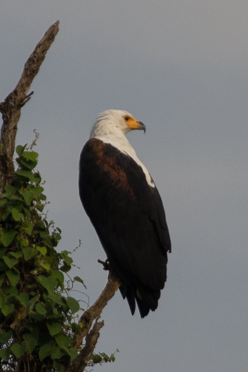 Lake Mburo, Uganda, www.sy-yemanja.de