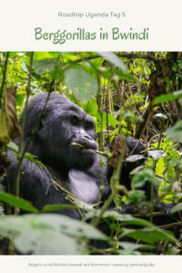 Bei den Berggorillas im Bwindi Impenetrable Forest - www.sy-yemanja.de