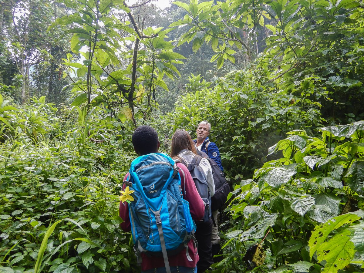 Bwindi Impenetrable Forest, Uganda, www.sy-yemanja.de