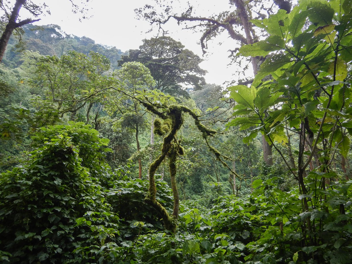 Bwindi Impenetrable Forest, Uganda, www.sy-yemanja.de