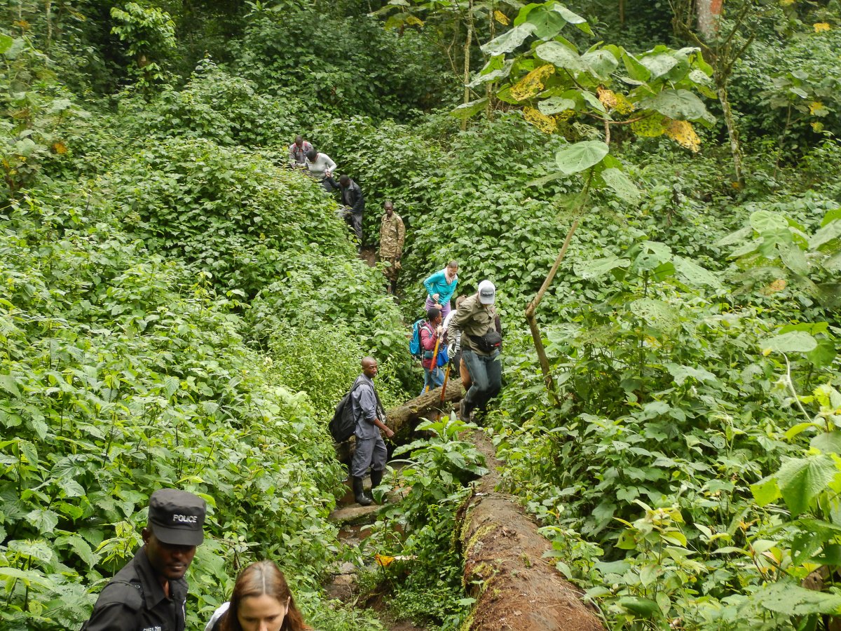 Bwindi Impenetrable Forest, Uganda, www.sy-yemanja.de