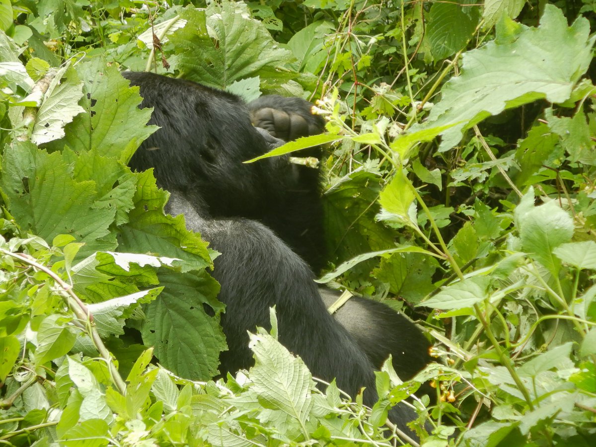 Bwindi Impenetrable Forest, Uganda, www.sy-yemanja.de