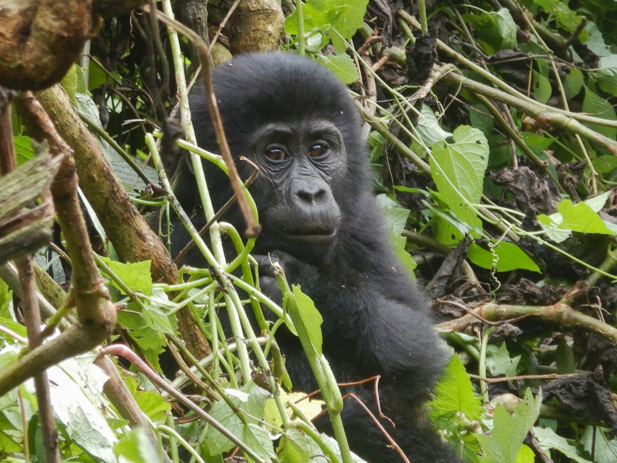 Bwindi Impenetrable Forest, Uganda, www.sy-yemanja.de