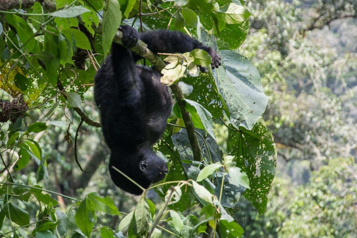 Bwindi Impenetrable Forest, Uganda, www.sy-yemanja.de