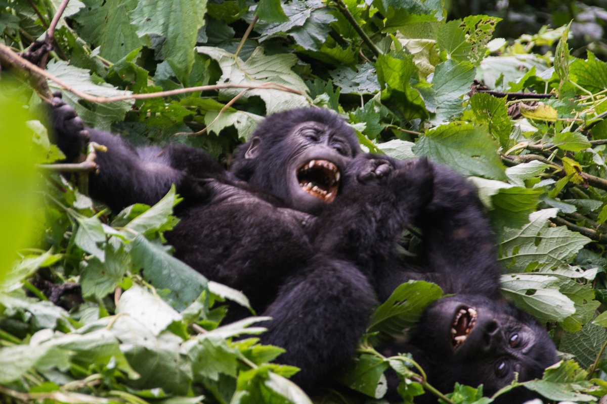 Bwindi Impenetrable Forest, Uganda, www.sy-yemanja.de