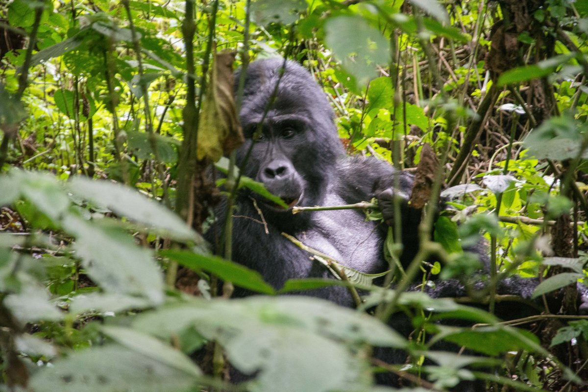 Bwindi Impenetrable Forest, Uganda, www.sy-yemanja.de