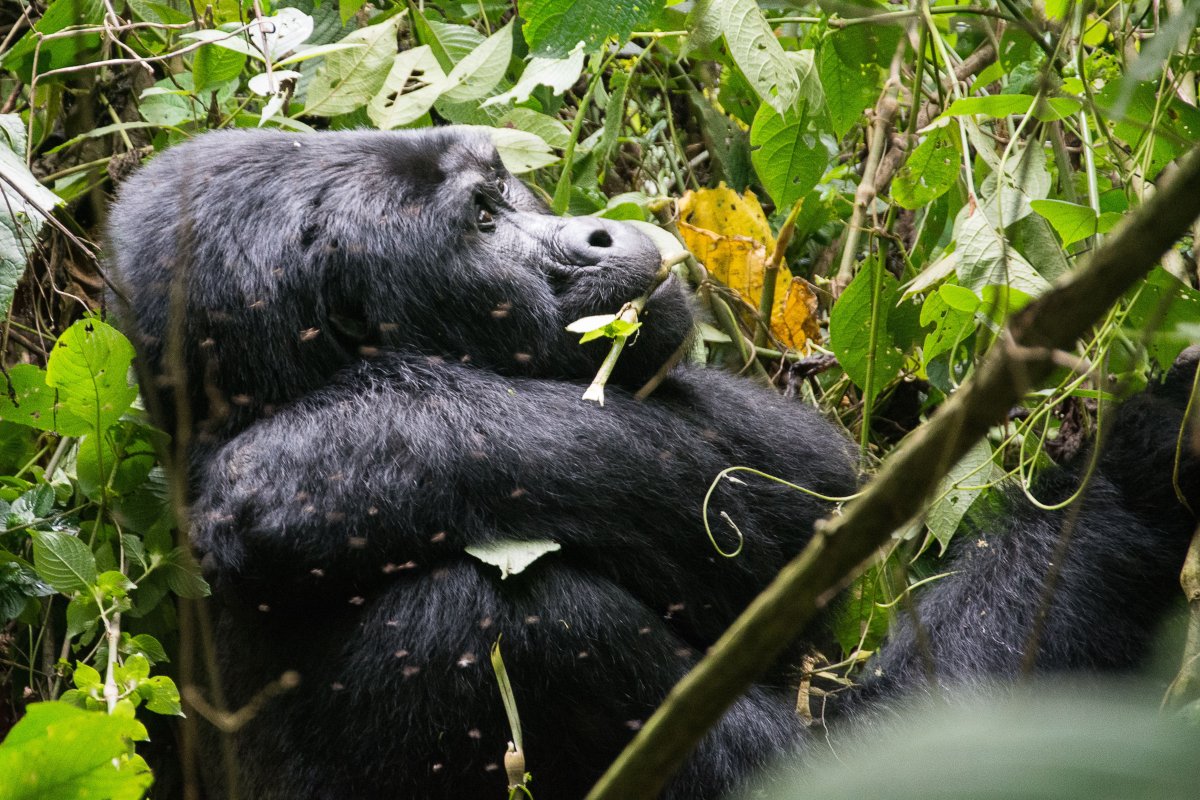 Bwindi Impenetrable Forest, Uganda, www.sy-yemanja.de