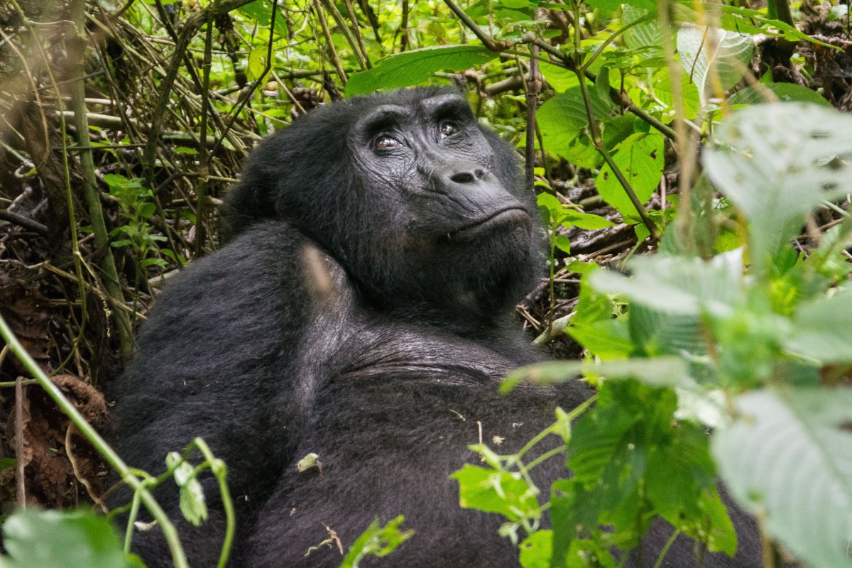 Bwindi Impenetrable Forest, Uganda, www.sy-yemanja.de