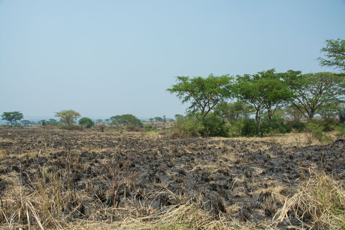 Ishasha, Uganda, www.sy-yemanja.de