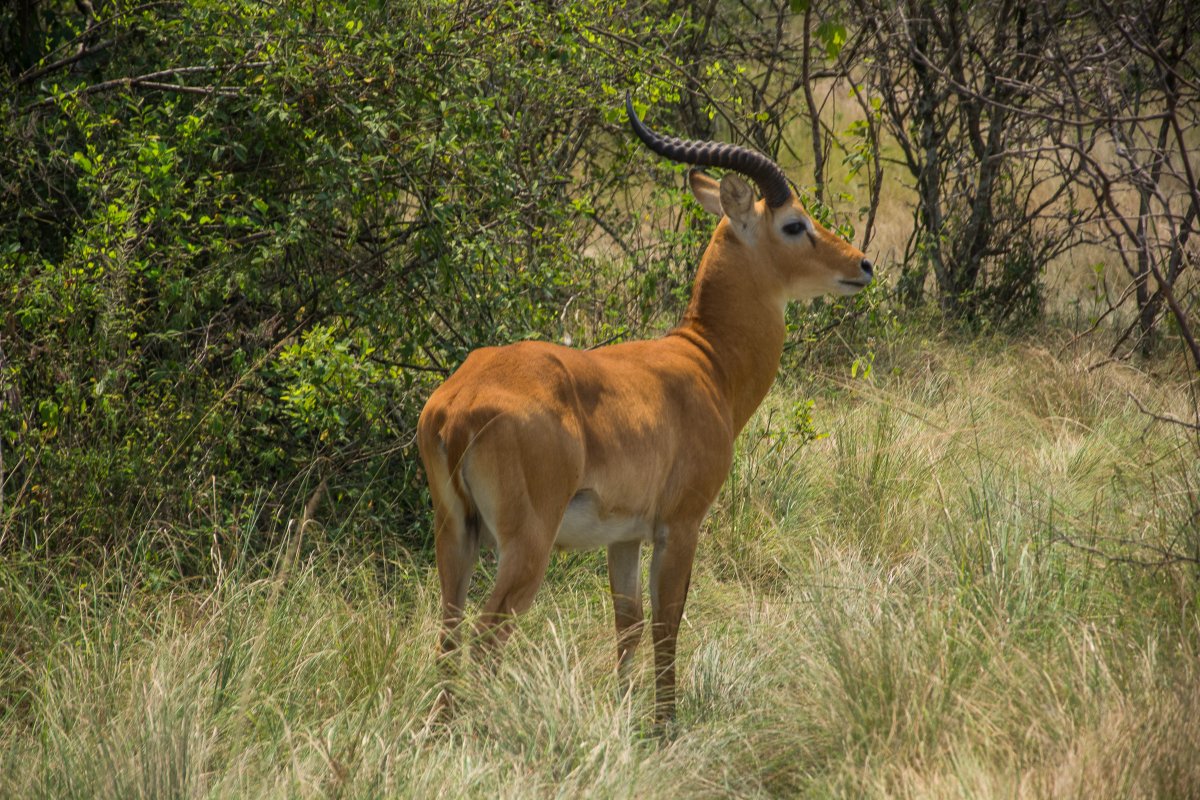 Ishasha, Uganda, www.sy-yemanja.de